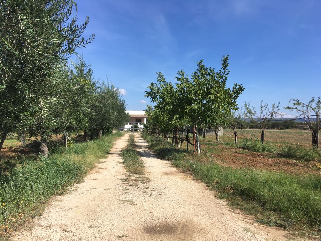 TERRENO AGRICOLO CON DEPOSITO – GINOSA